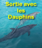 mini dauphins1